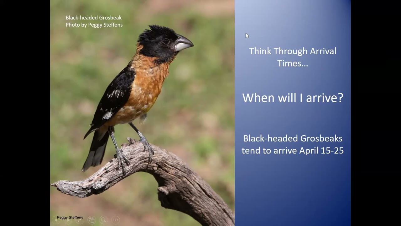 Birding the Calendar: Where to Go Birding During Spring Migration