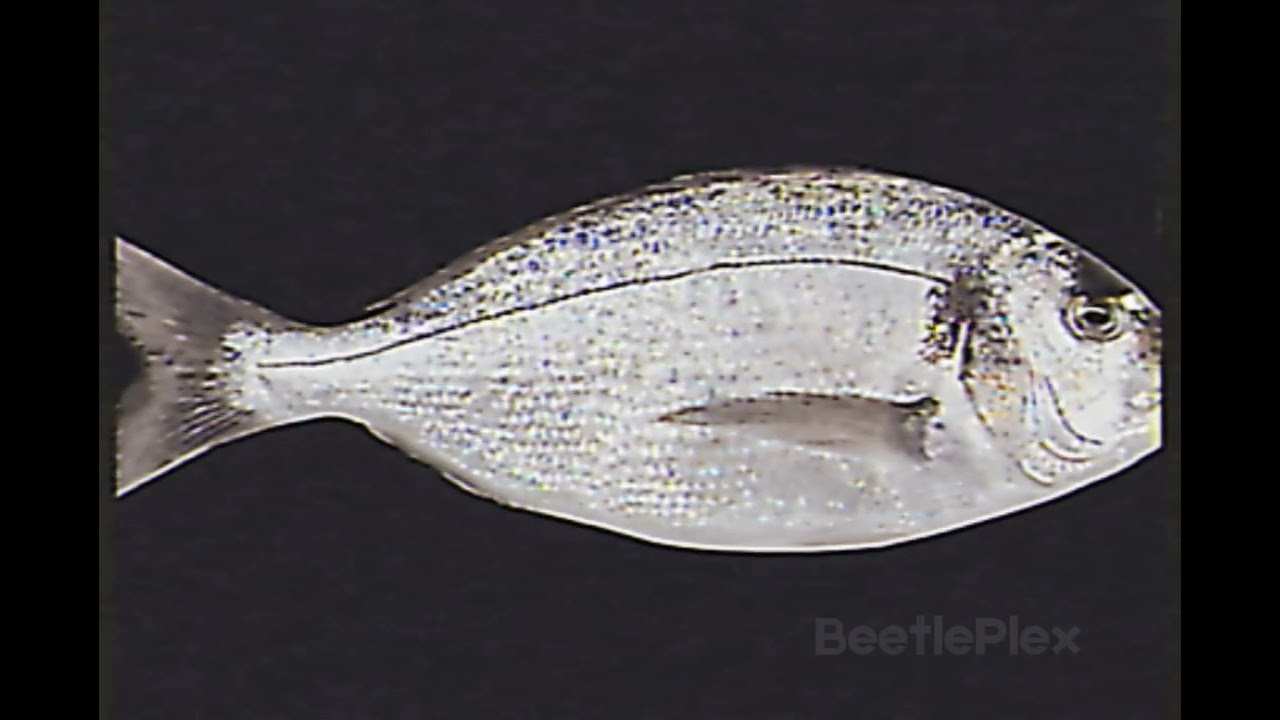 Scary fish analog horror (not for those who scare easily)