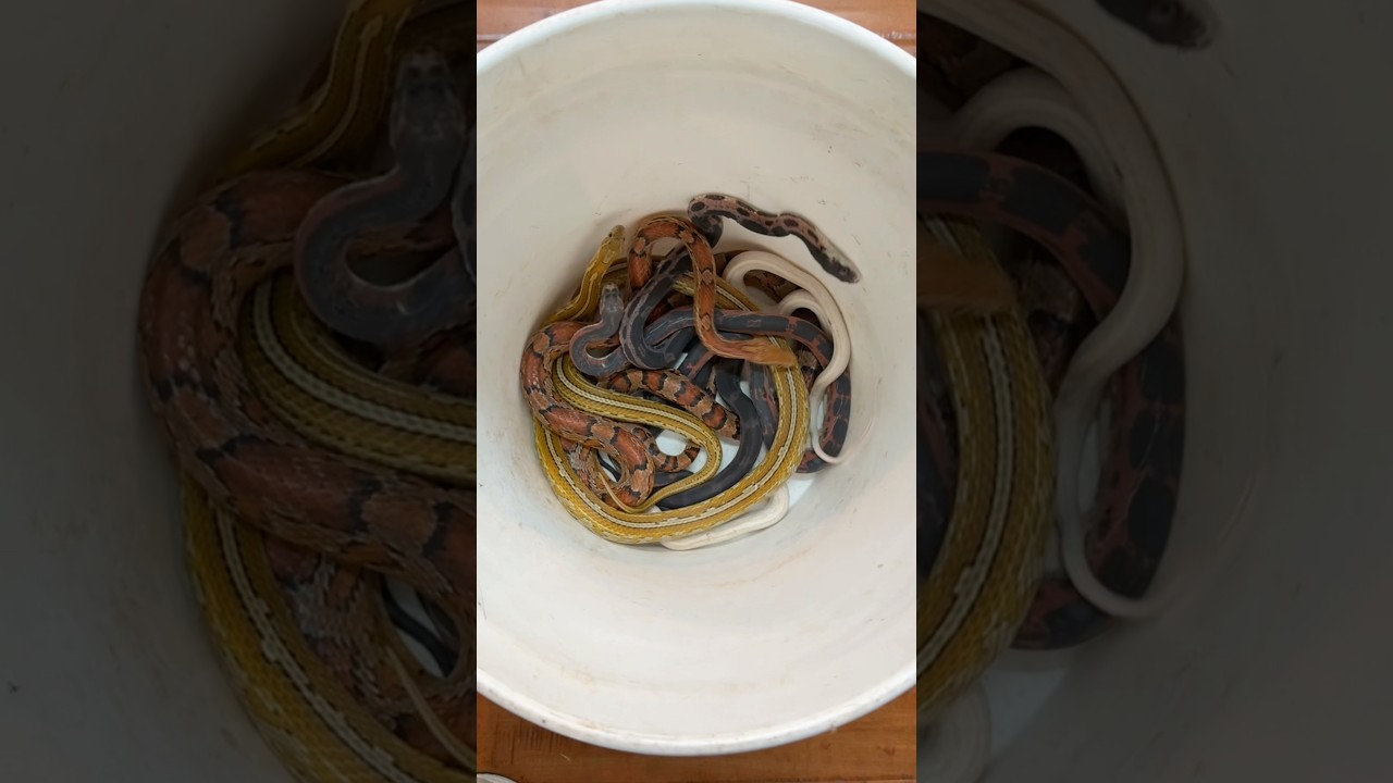 New snake setup 