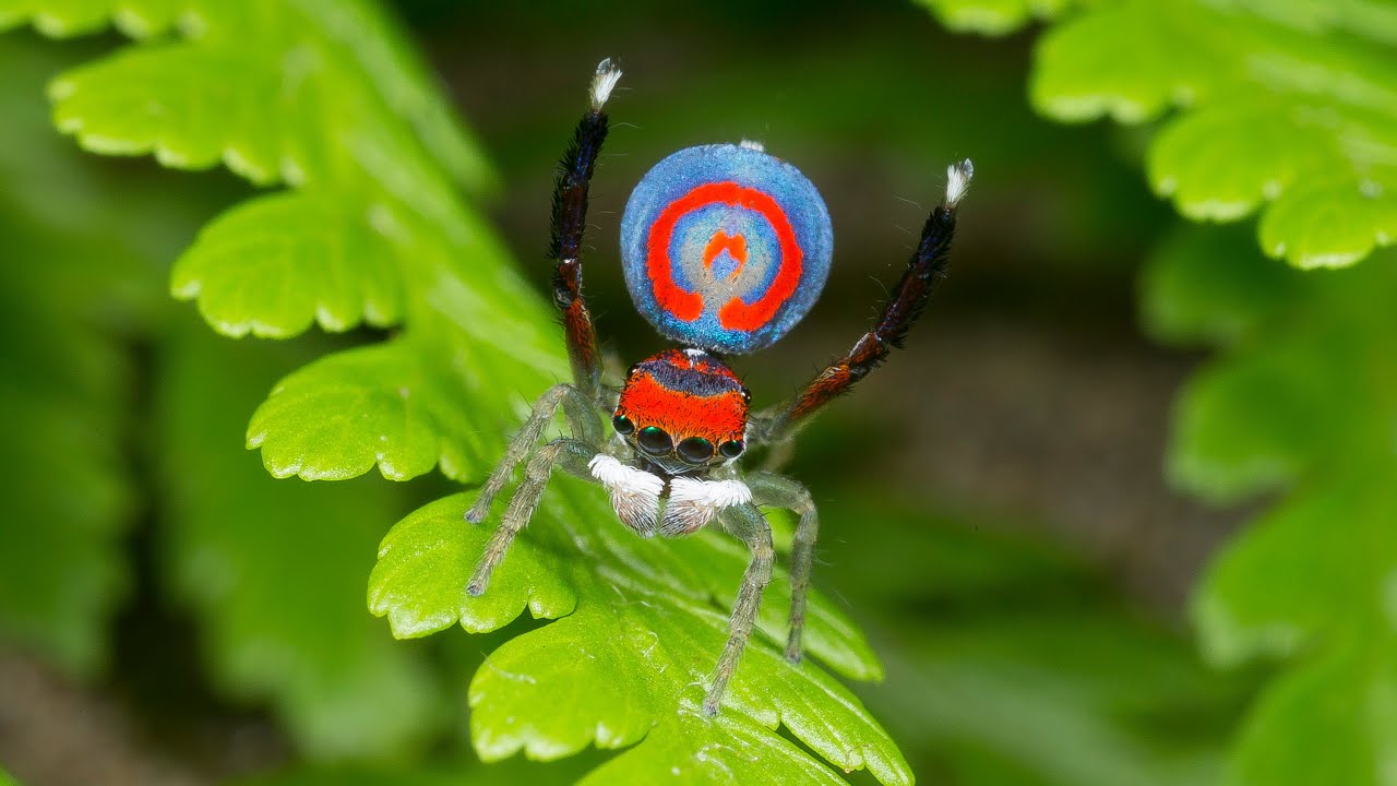 Peacock Spider 16 (Maratus splendens)