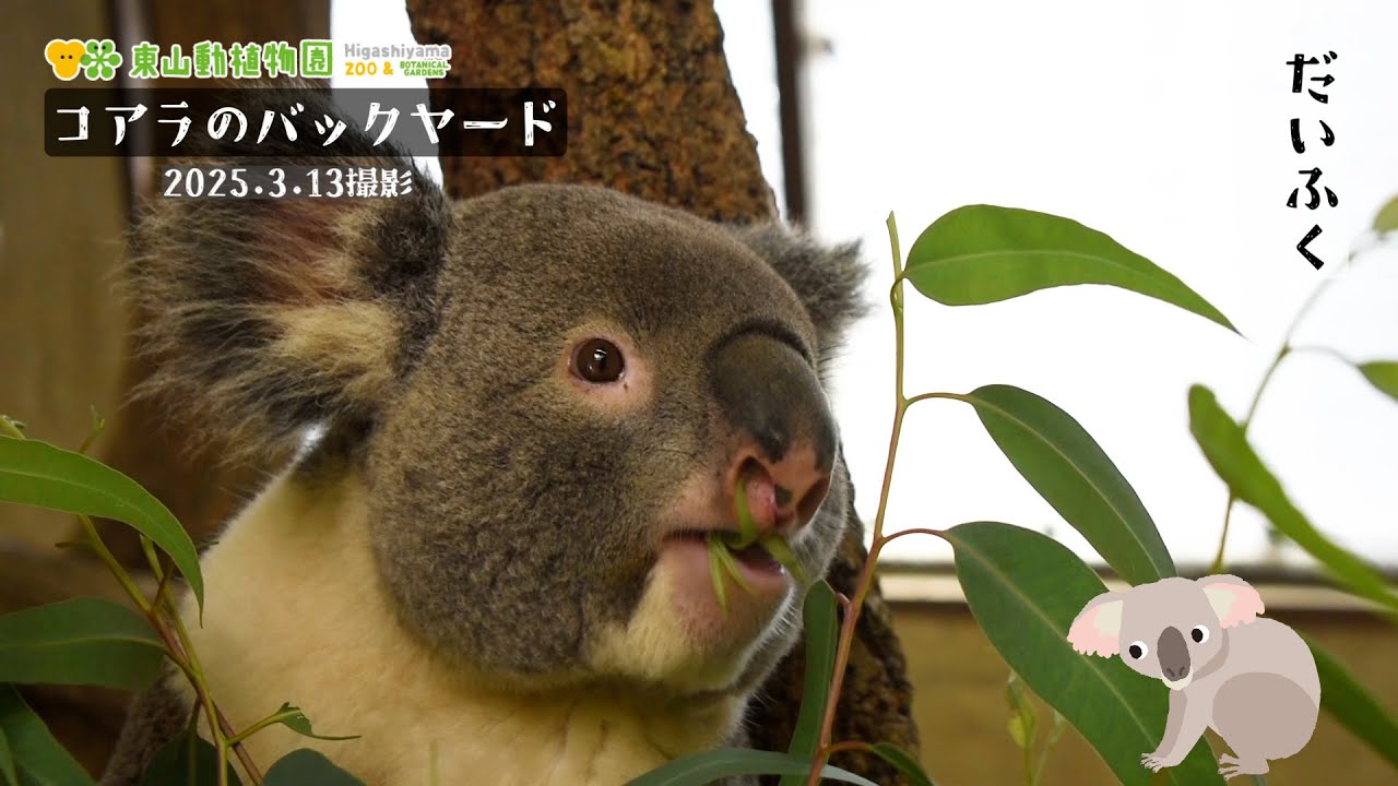 【東山動植物園公式】コアラのバックヤード～だいふくの誕生日～《 コアラ 》