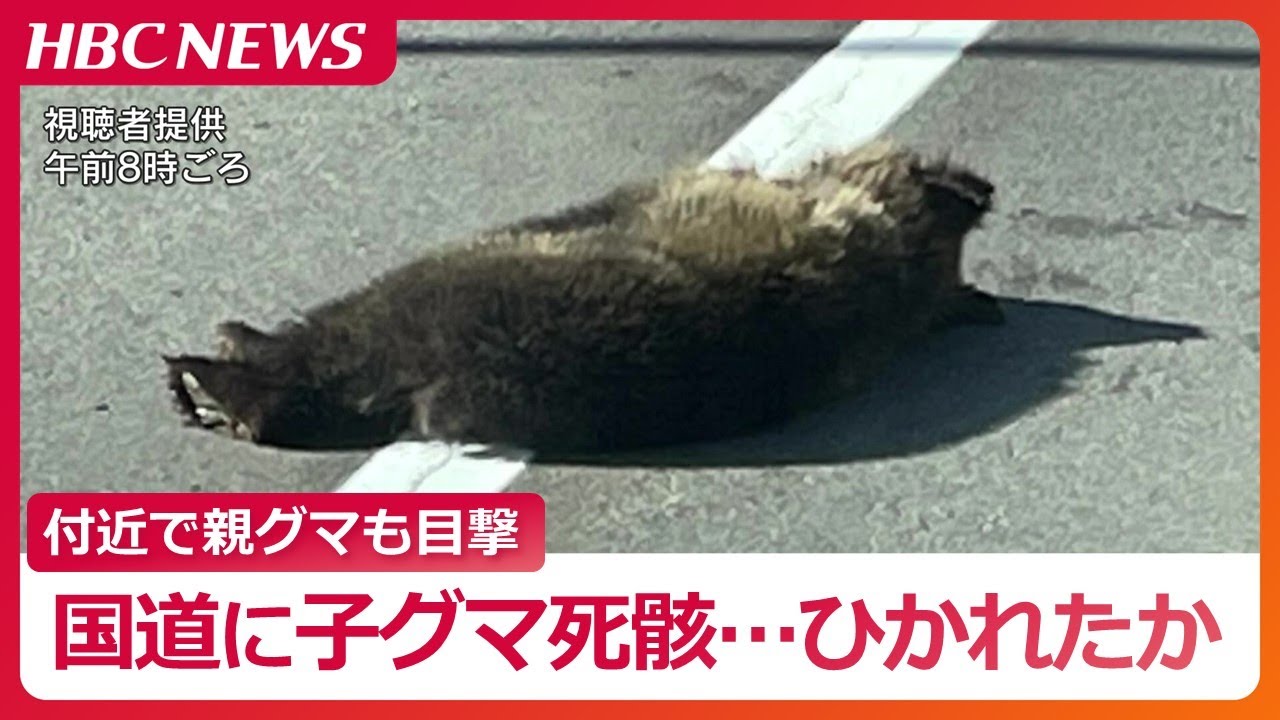 「クマが道路で死んでいる」 国道に子グマの死骸、車にひかれたか…付近で親グマなどが目撃　北海道滝上町・国道273号線