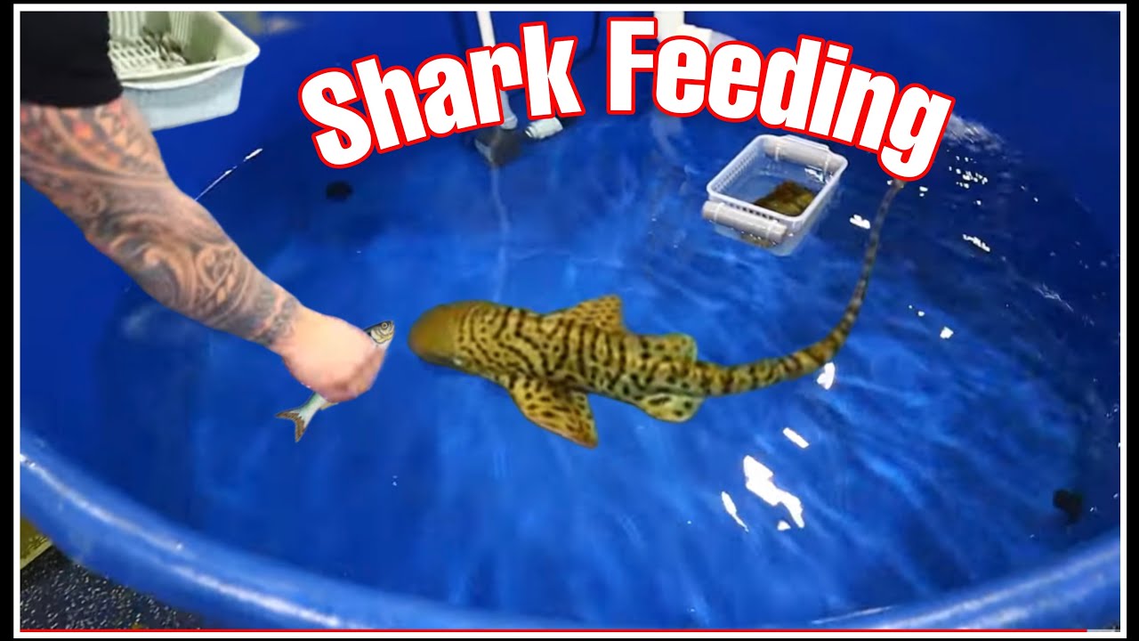HAND FEEDING our ZEBRA SHARK HE IS GETTING BIG!!!!