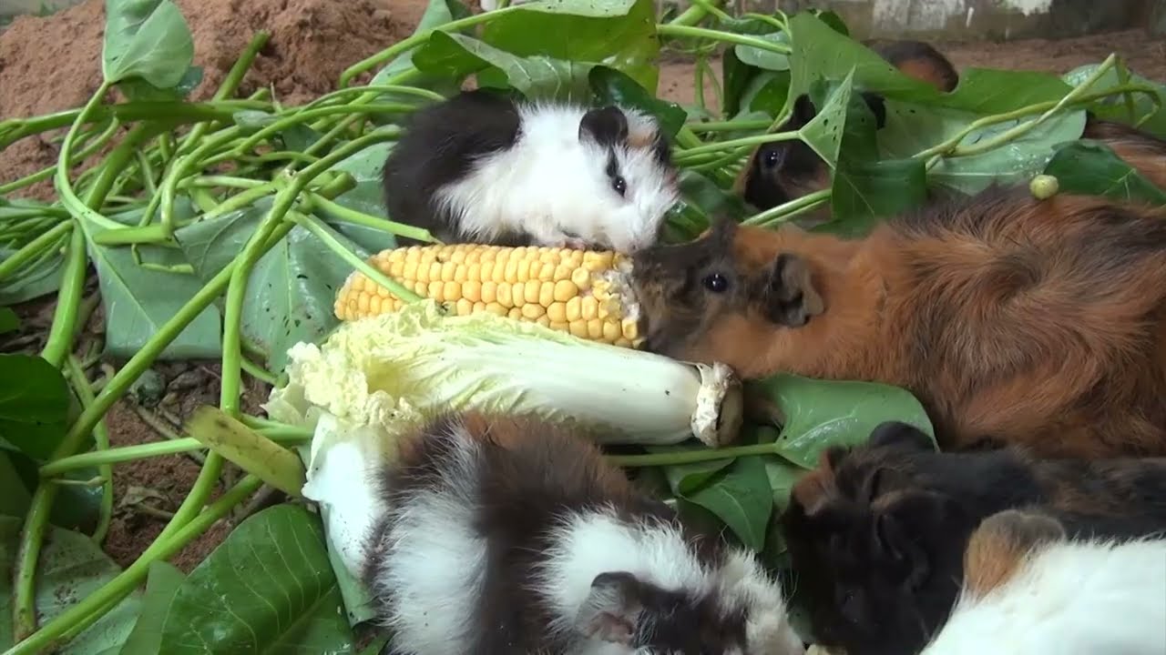 Guinea Pig Morning Cam - Thursday, February 5th 2026