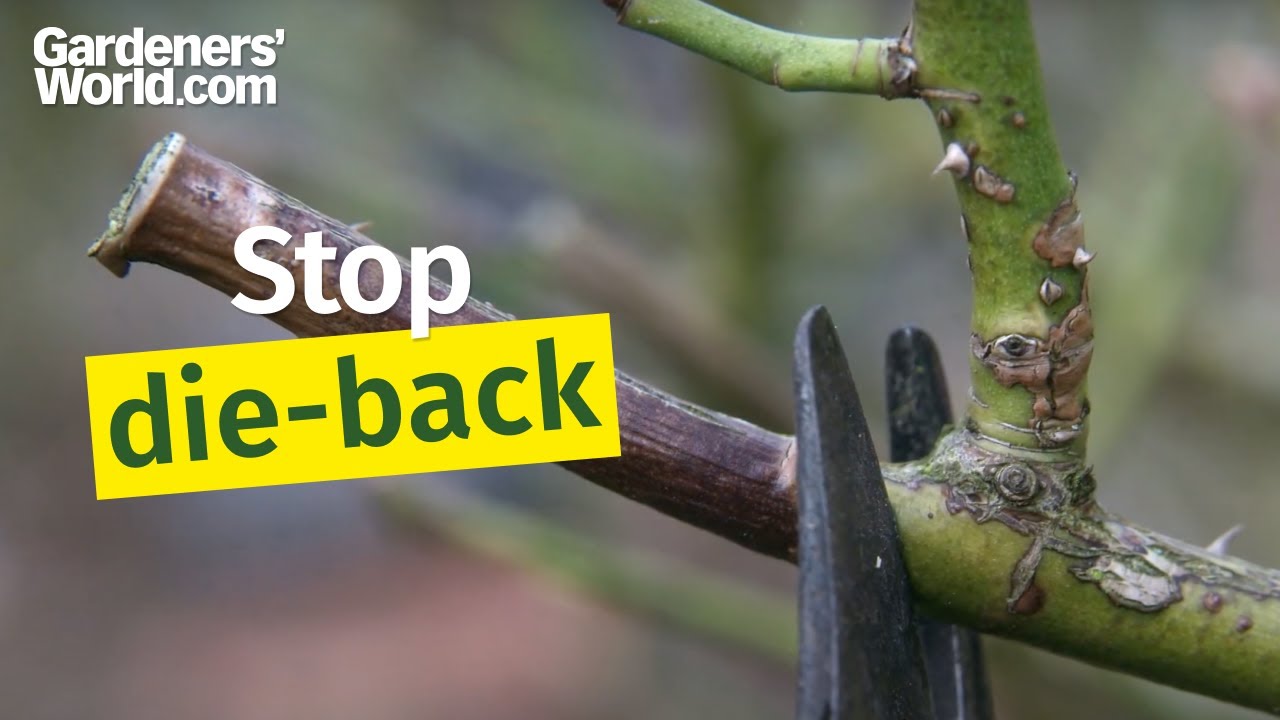 How can I stop die-back on roses?