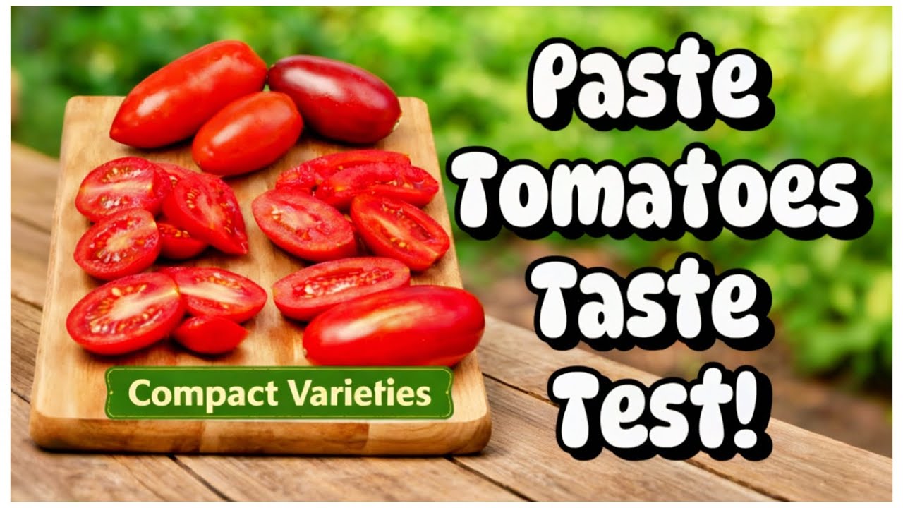 Which Paste Tomato Tastes Best? 🍅 Compact Variety Taste Test (Zone 9B Garden)