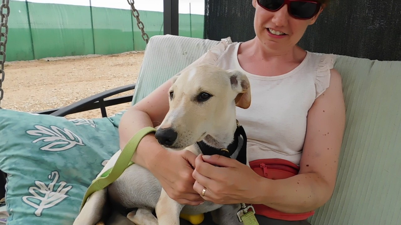 Samu was born on the streets and is the only sibling with no home...