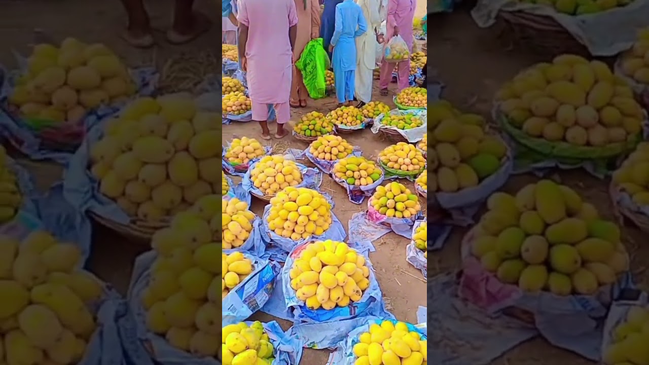 Mango 🥭 Season 2023 | Pakistani mangoes  Rich of  Taste.