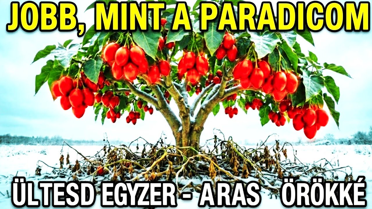 Jobb, mint a paradicsom: egész évben terem, 6 hónapig eláll, soha nem kell újraültetni