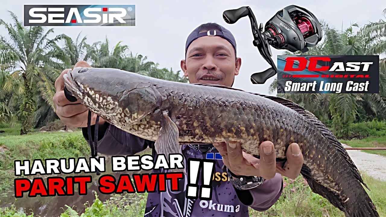 Casting haruan !! Haruan besar parit sawit. Bergasak sambaran parit baru cuci. Sesasir dc cast.