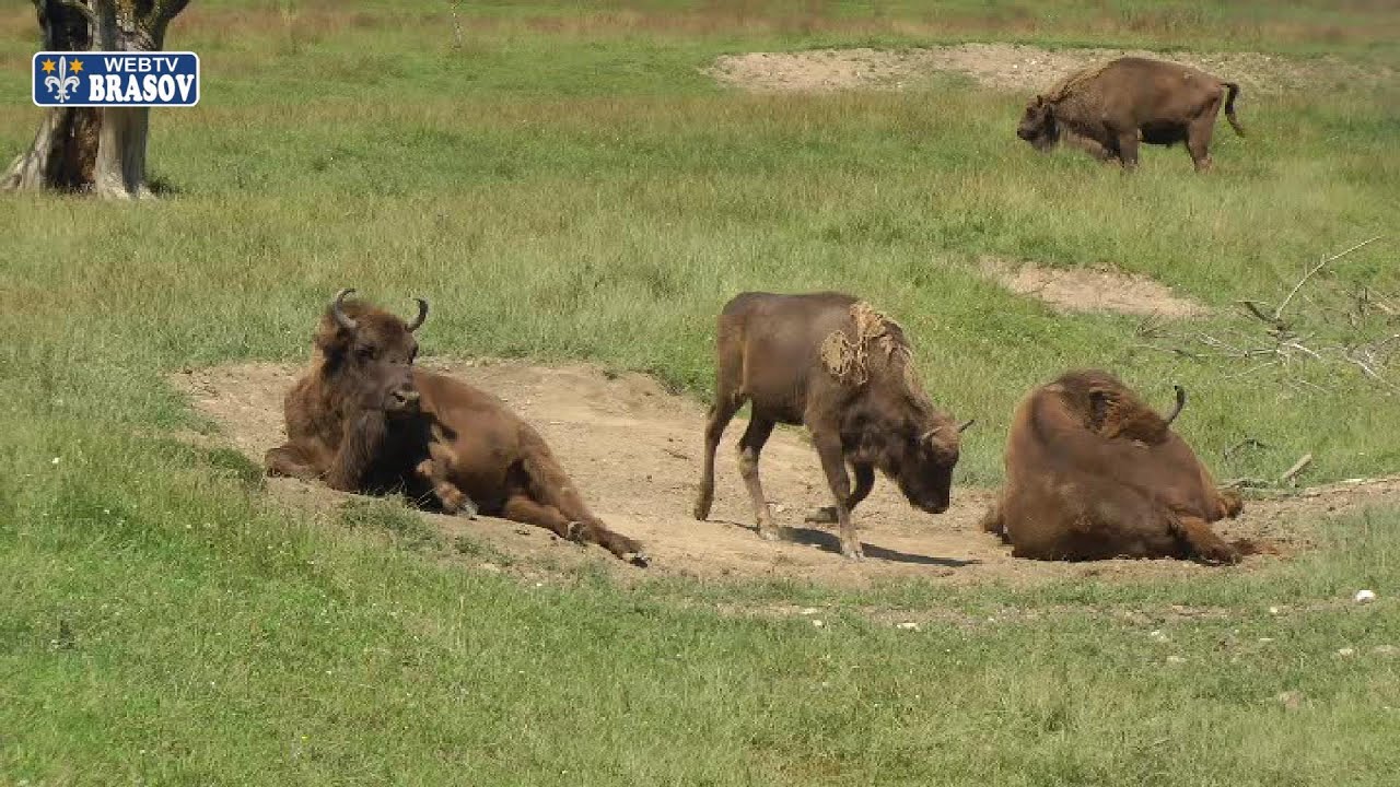 Rezervatia de zimbri de la Vama Buzaului