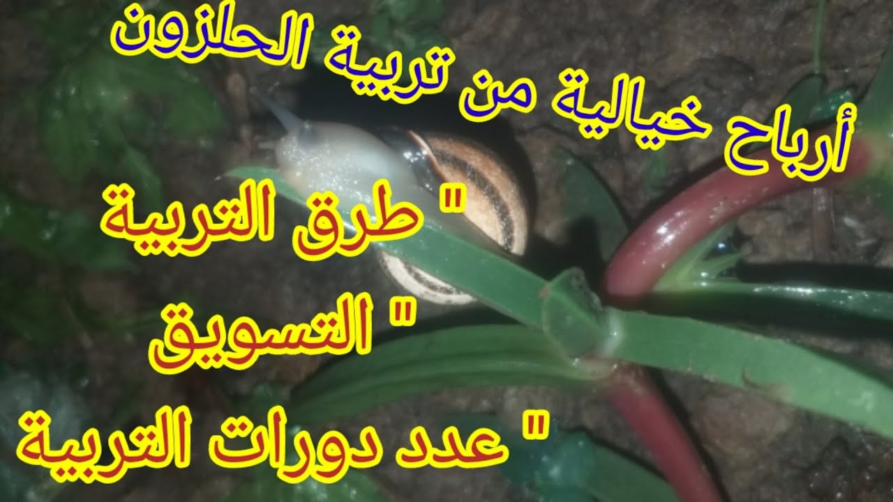 تربية الحلزون🐌🐌 مشروع بسيط بأرباح خيالية