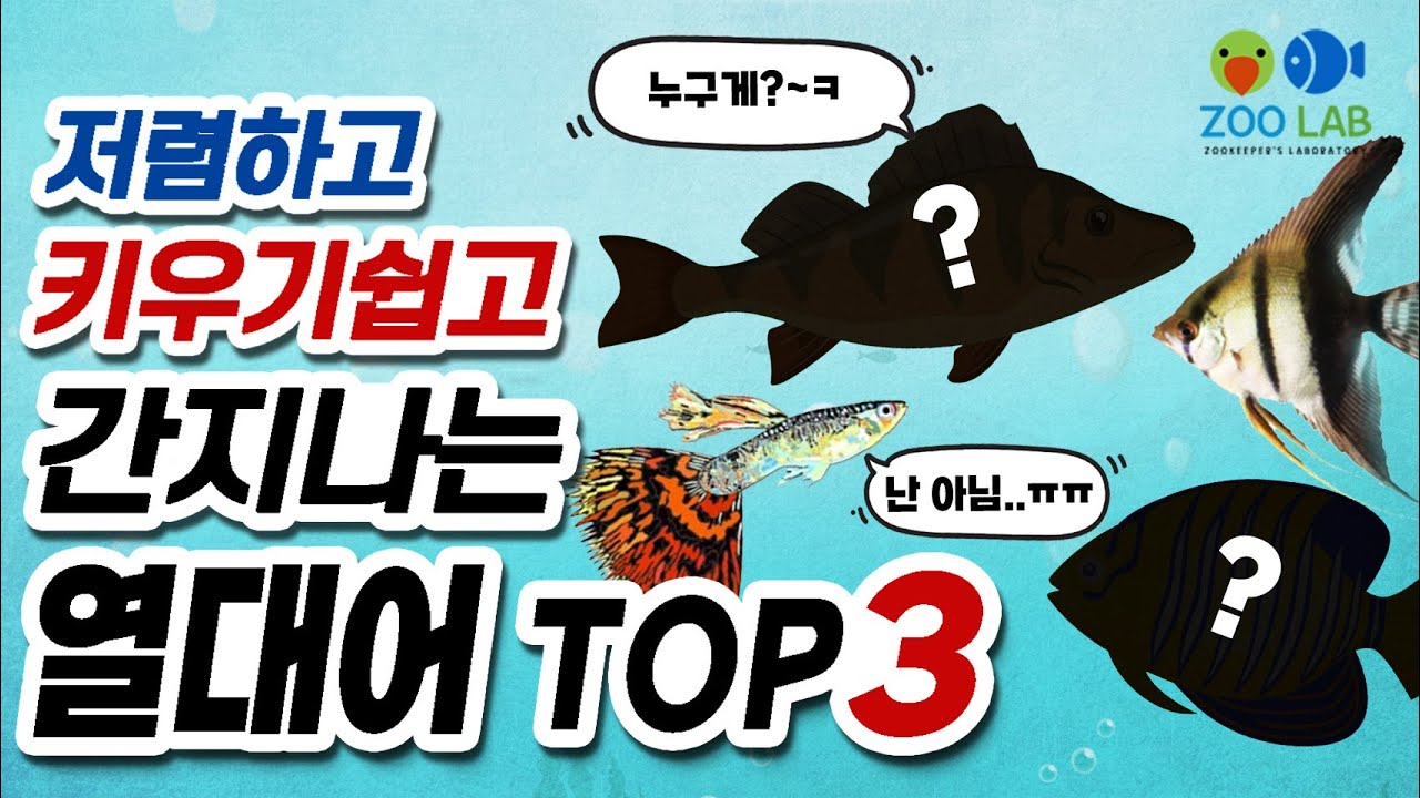 저렴하고 키우기쉽고 간지나는 열대어 TOP3 , 열대어 기르기