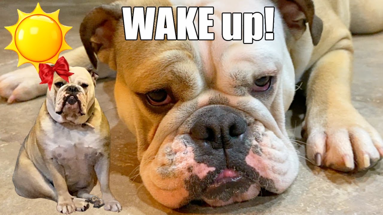 CUTE BULLDOG Morning ROUTINE! My ENGLiSH Bulldogs Morning Routine! LOLA the BULLDOG