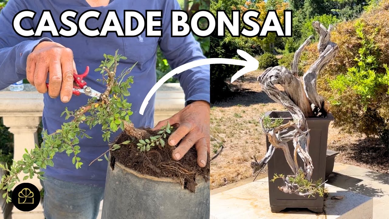 3 Ways to Create 3 Cascade Bonsai + My Cascade Bonsai Tour!
