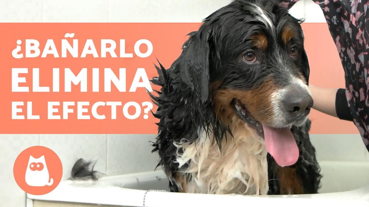 ¿Se puede BAÑAR a un PERRO después de aplicar la PIPETA? 🐶💦