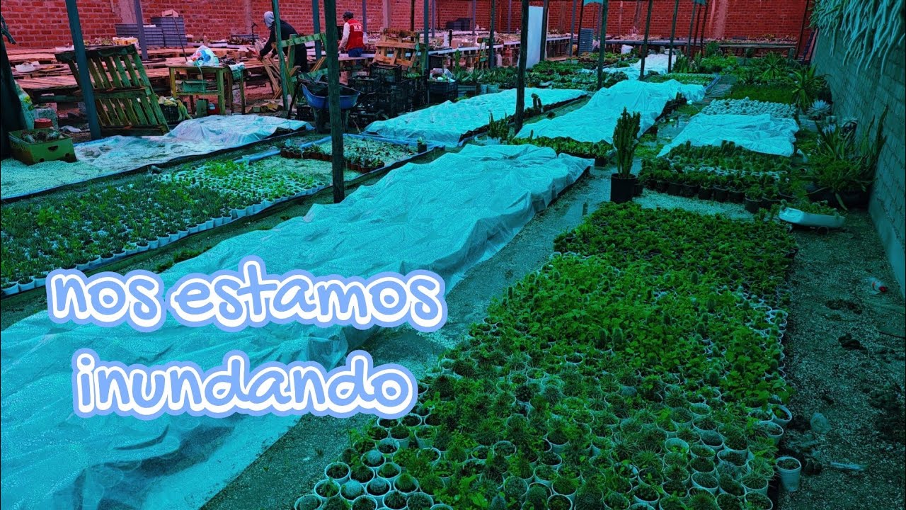 Mudanza /nos estamos inundando 