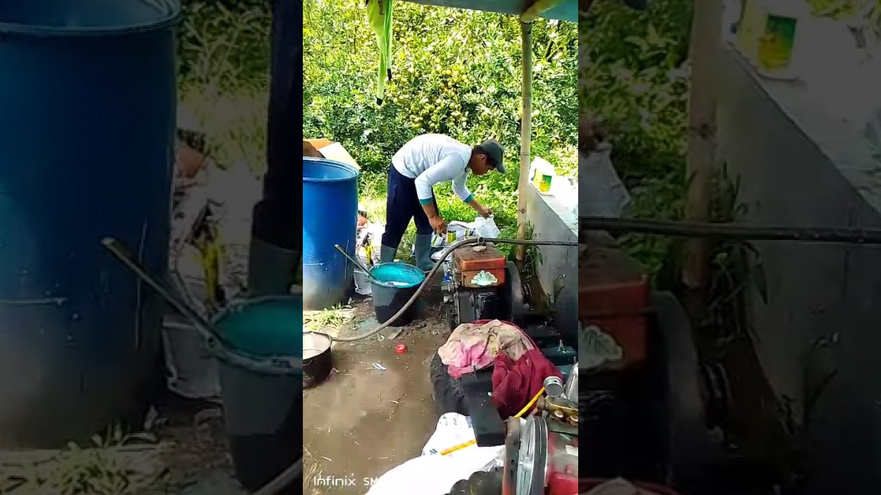 Penyemprotan rutin untuk menjaga keamanan buah jeruk dari serangan hama .