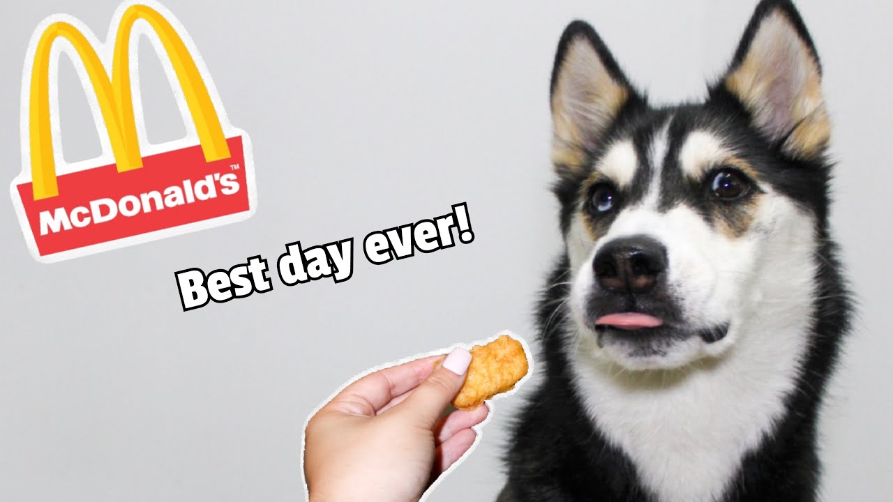 HUSKY HAS FIRST MCDONALDS HAPPY MEAL!
