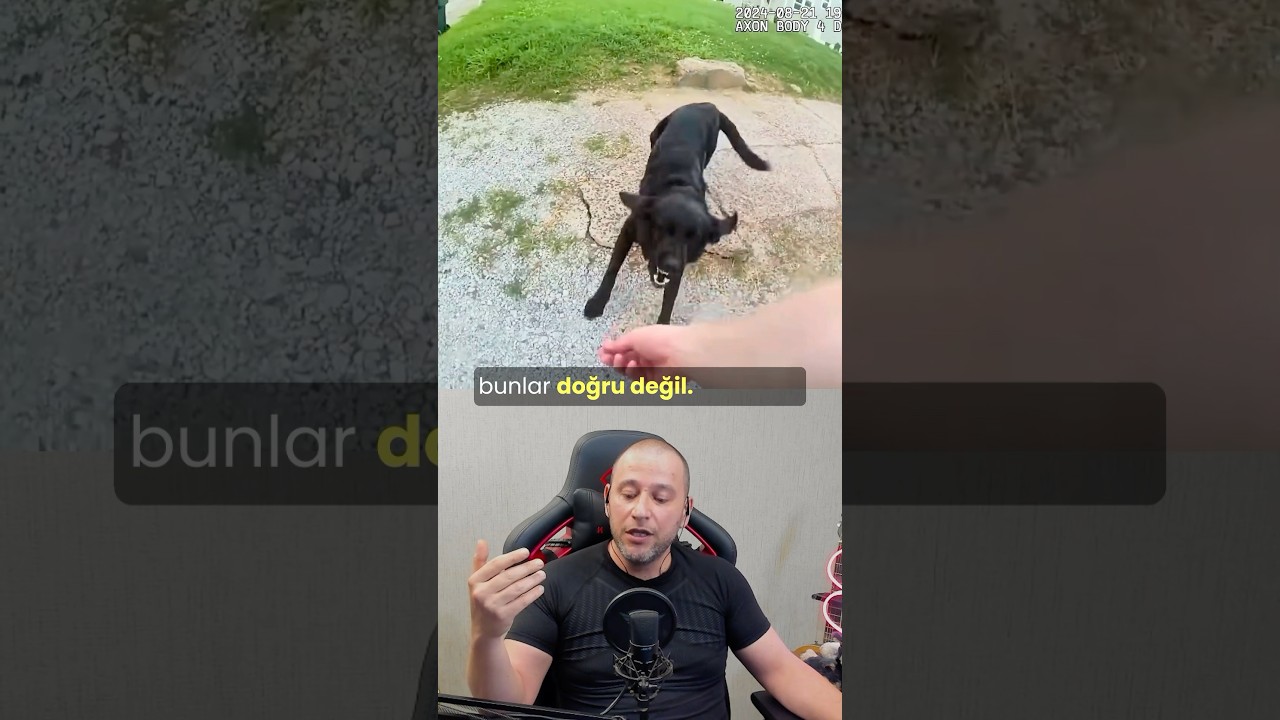 Serbest Bırakma #k&ouml;pekadam #&ccedil;ağrıaracı #k&ouml;pek #k&ouml;pekbedendili  #dog #dogs #y&ouml;neticik&ouml;peğinelkitabı