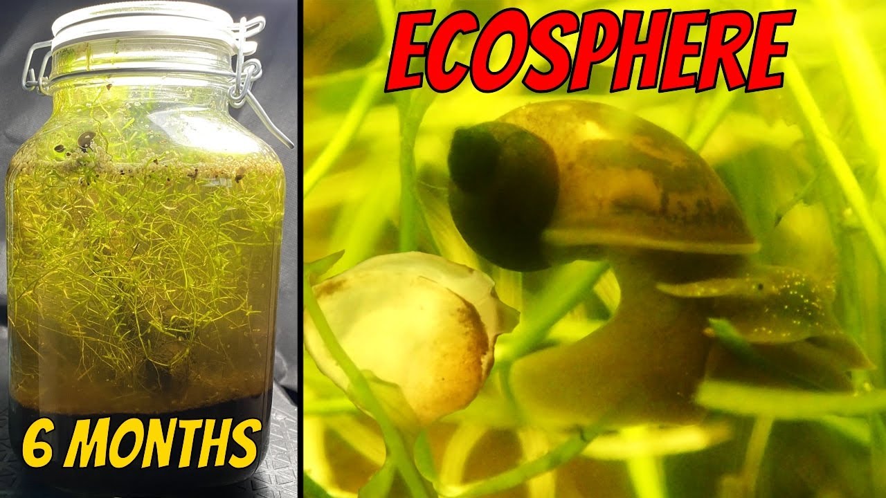 They live their entire lives SEALED inside a JAR │ Seasonal Wetland Ecosphere - 6 Month Update!