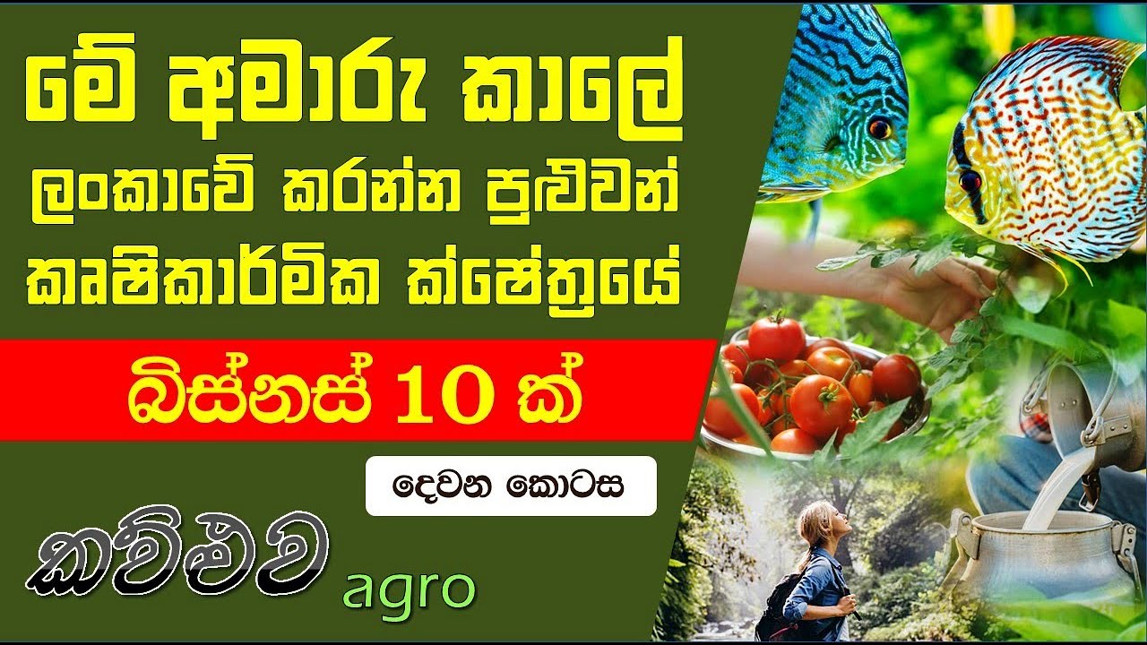 මේ අමාරු කාලේ ලංකාවේ කරන්න පුළුවන්  කෘෂිකාර්මික ක්ෂේත්&zwj;රෙය් බිස්නස් 10 මෙන්න - දෙවන කොටස