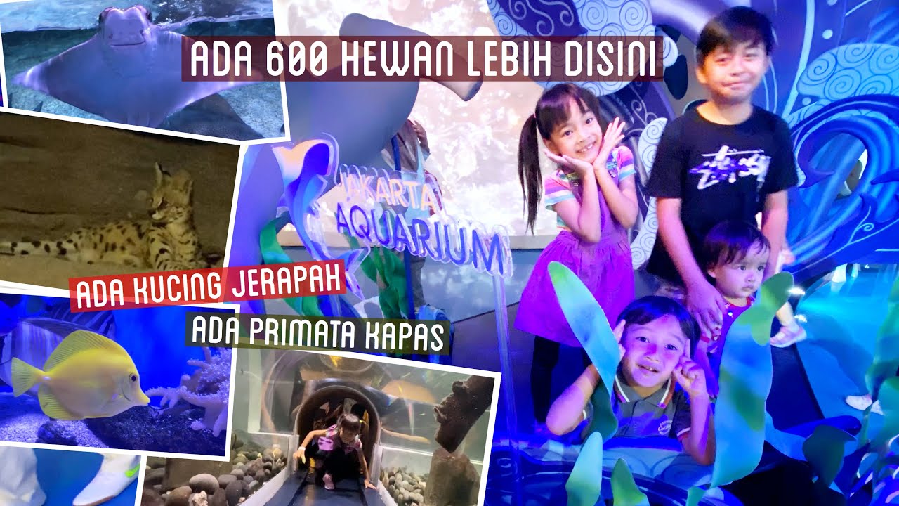 Liburan Zara Cute | Mengenal Hewan Laut dan Darat | 3 Hewan Baru di JAKARTA AQUARIUM part 1