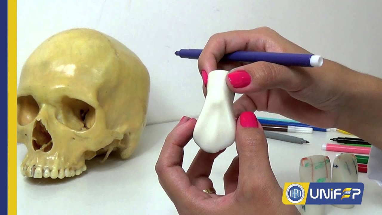 Anatomia Dentária Canino Superior