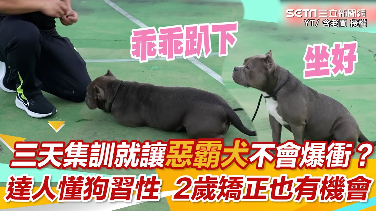 三天集訓就讓惡霸犬不會爆衝？達人懂狗習性 2歲矯正也有機會｜三立新聞網 SETN.com