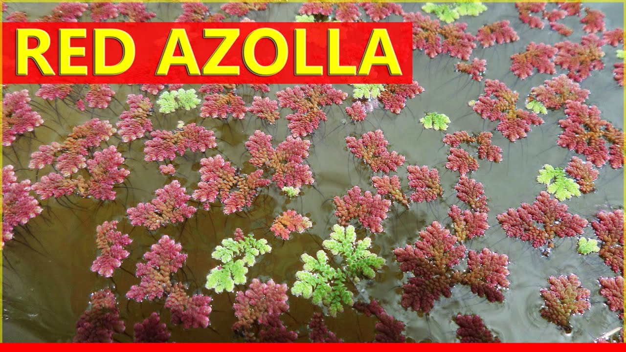 Pula or Red Azolla Experiment ( Namulang Azolla ) - Tagalog!