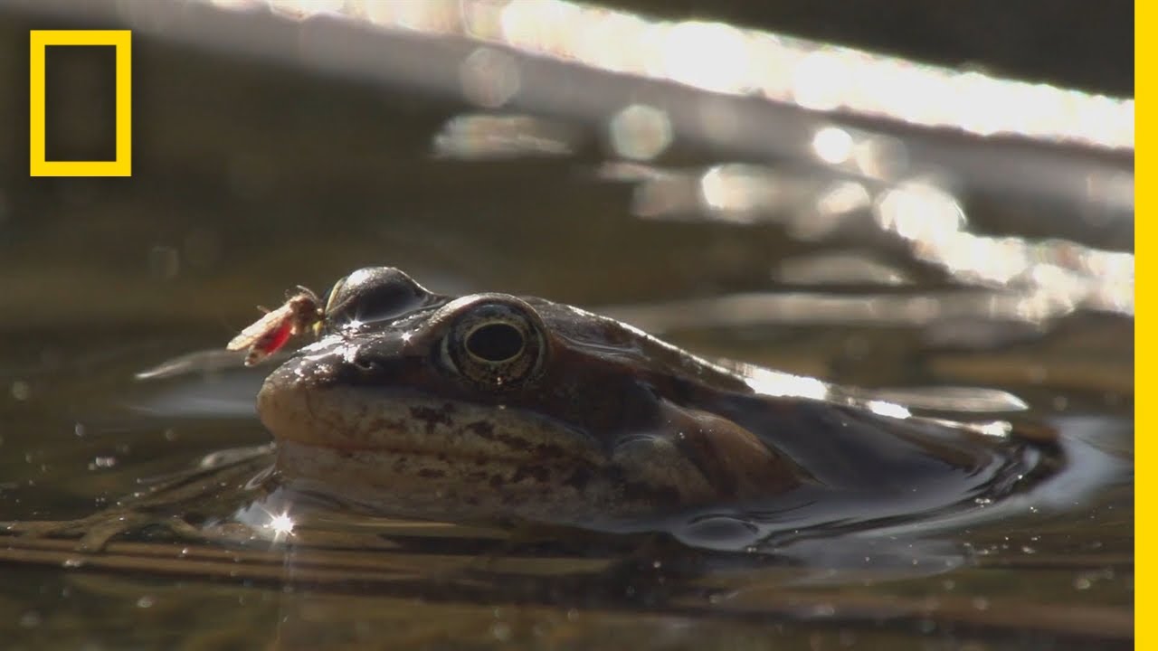 Frogs Come Alive After Winter Thaw | National Geographic