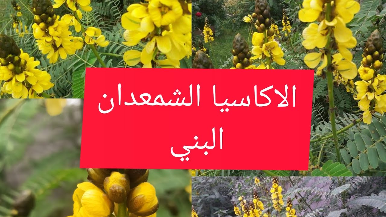اكاسيا الشمعدان البني سنا مجنح... قرفة صفراء..اكاسيا الاتا..الشمعدان الأصفر  ennaalat: Faeae