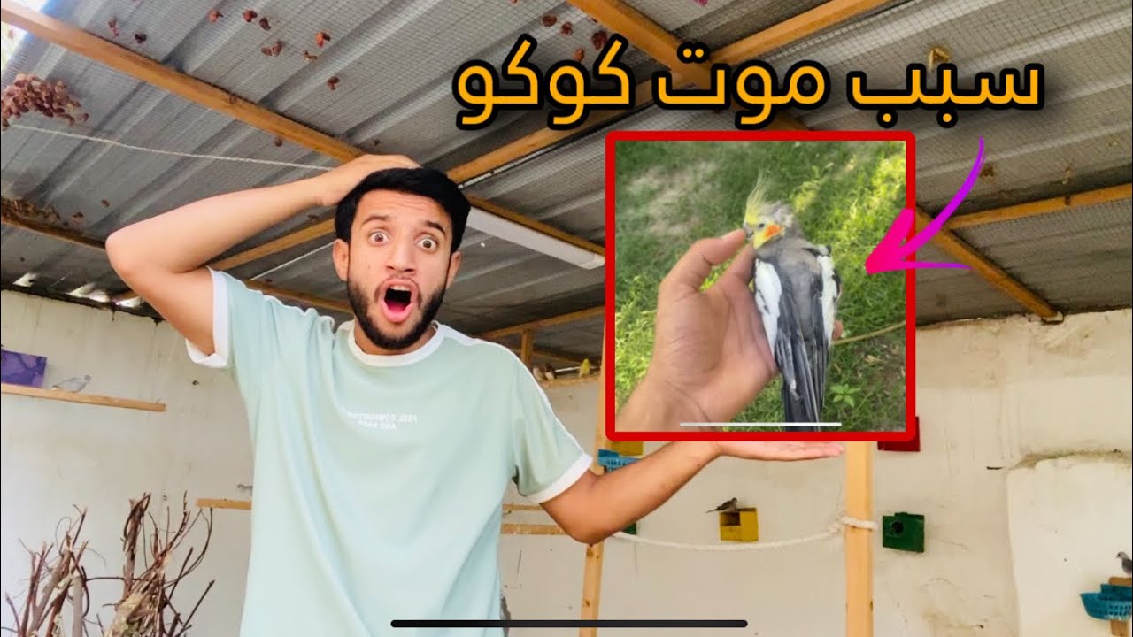 سبب موت طائري الإليف 💔