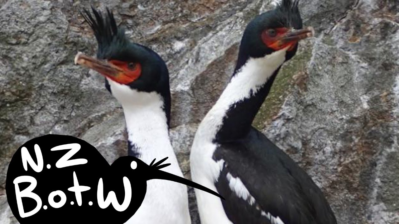 Bounty Island shag - New Zealand Bird of the Week