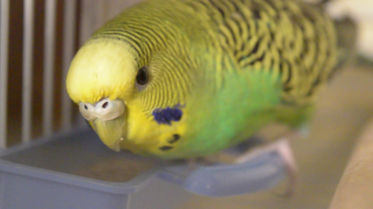 Peruşi | Cum procedăm când îi lăsăm liberi?