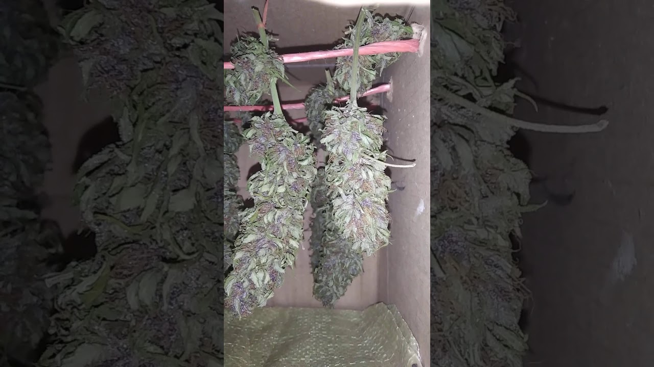 secado planta de marihuana morada