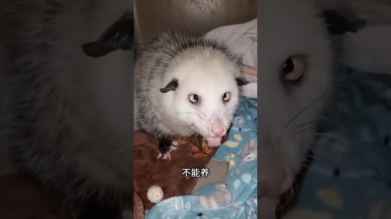 這種鼠能養嗎？ #動物 #神奇動物在 #鼠 #花枝鼠