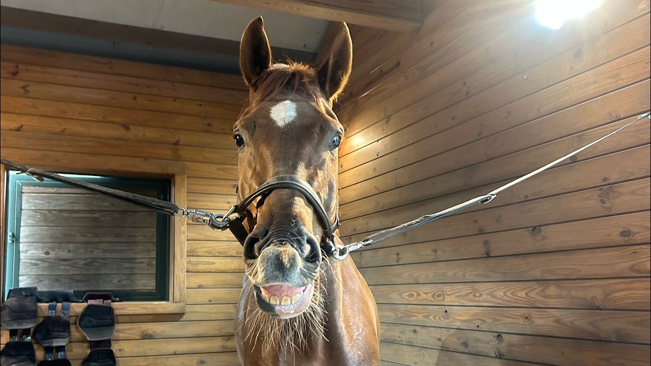 Debut VF Schooling