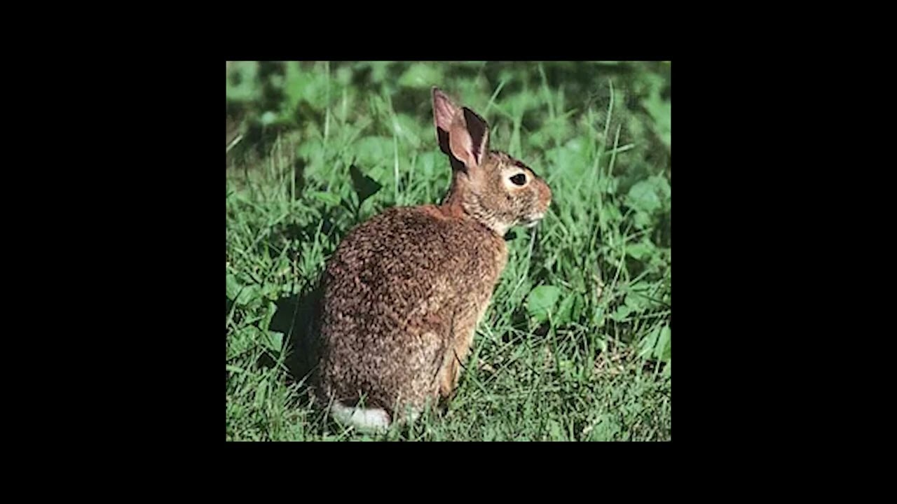 Eastern Cottontail Documentary
