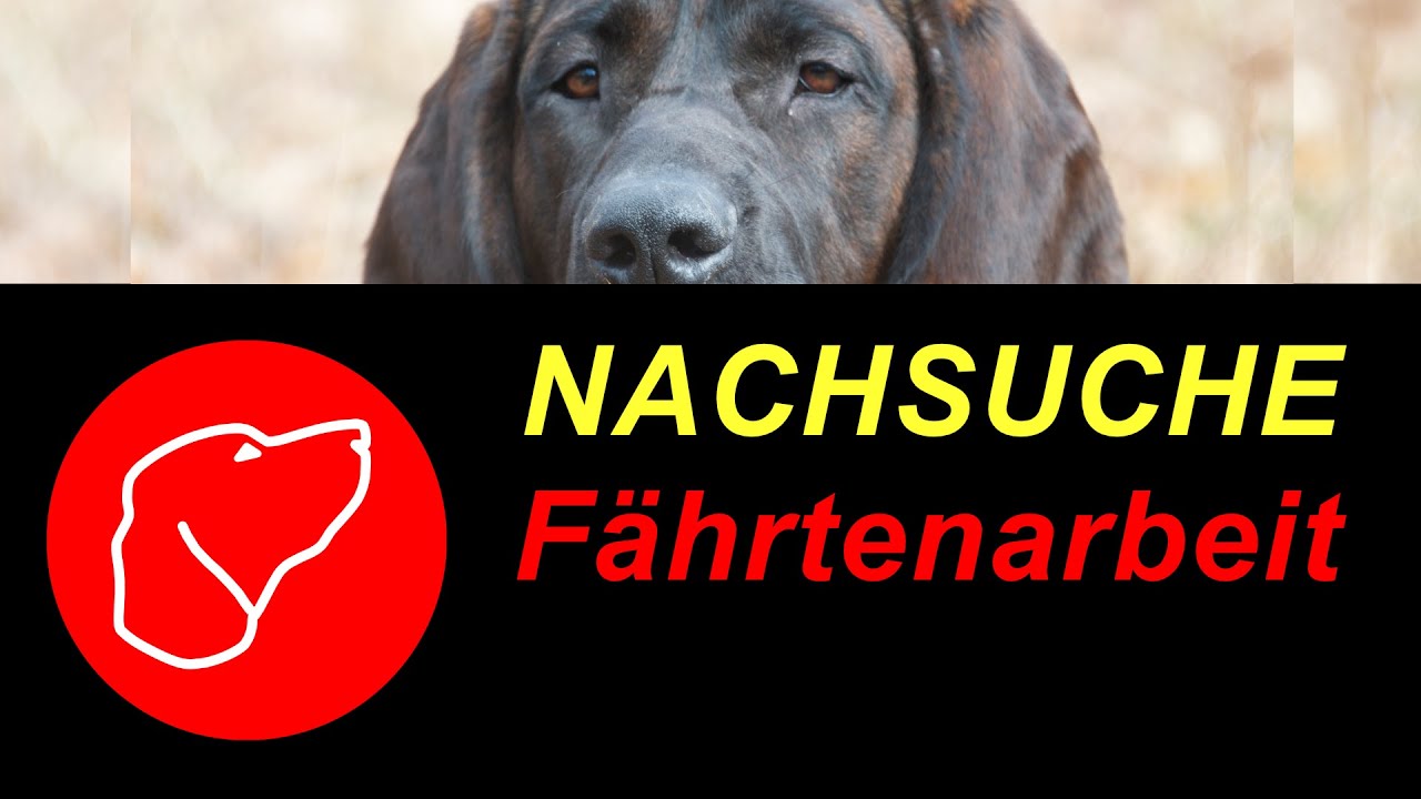 Nachsuche - Erste Übungsfährten mit dem jungen Schweißhund - Was ist wichtig?
