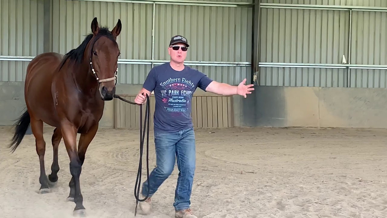 Make your horse more responsive and built connection (matching steps)