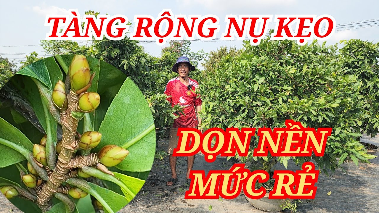 📞 LINH 0364016000 MAI TÀNG CHƠI TẾT VƯỜN ĐẸP DỌN NỀN MỨC RẺ BAO SHIP 20/01/2026 | Bến Tre Ơi