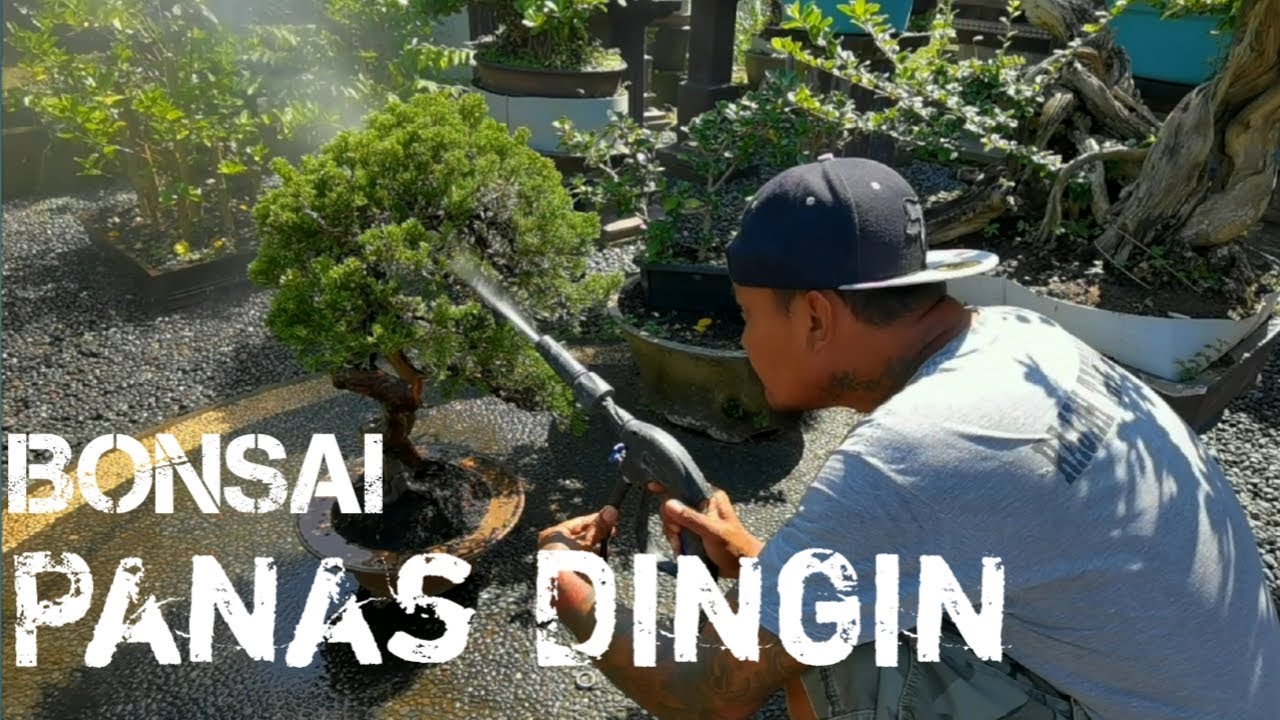 PROSES KELANJUTAN BONSAI CEMARA SINENSIS SETELAH TIGA TAHUN BERADAPTASI DI IKLIM PANAS