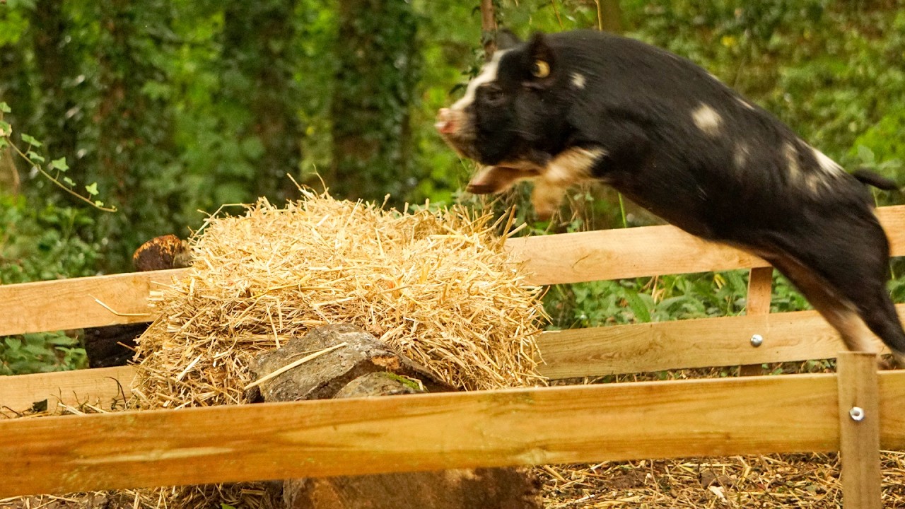 These Pigs can Jump! – Pig Race Finals!