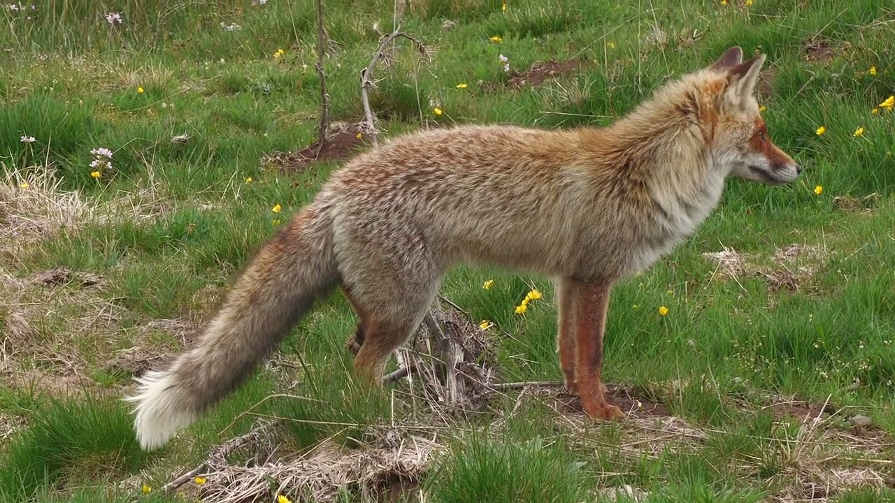Renard et jonquilles sur l'Aubrac