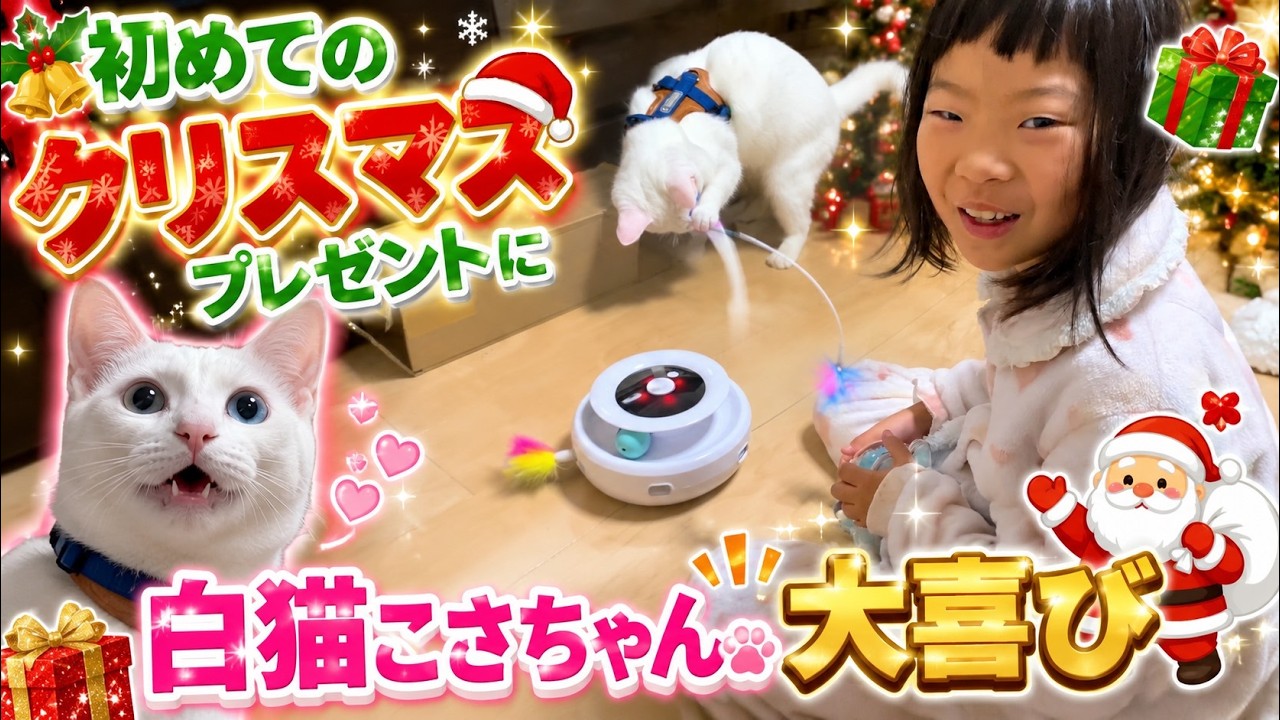 白猫のこさちゃん！初めてのクリスマスツリーに大興奮