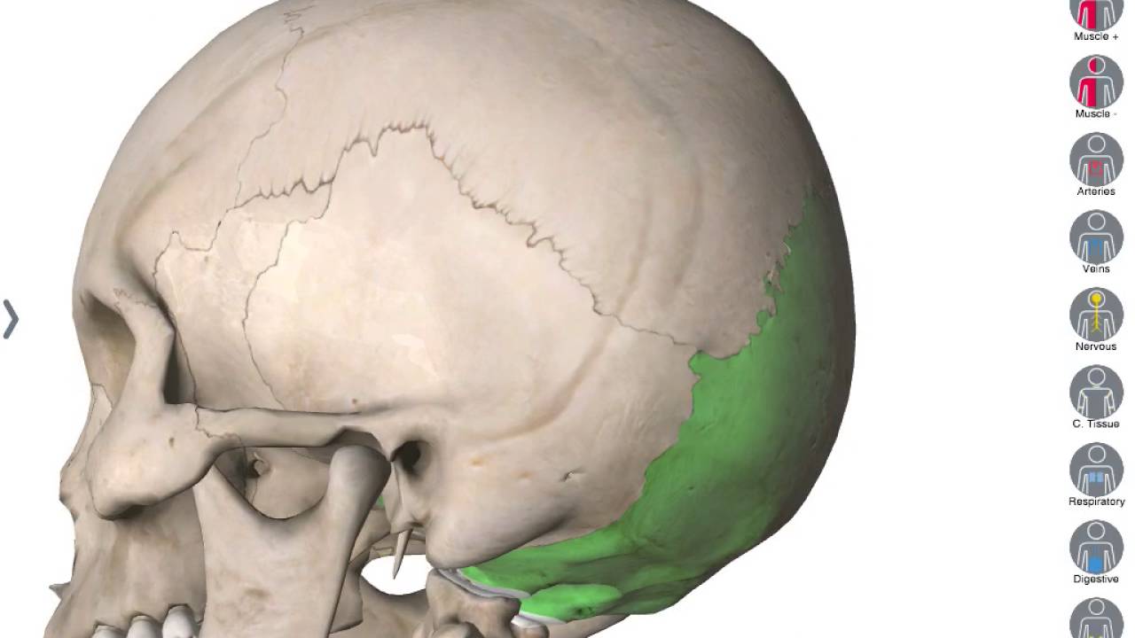 Huesos del cr&aacute;neo 3D