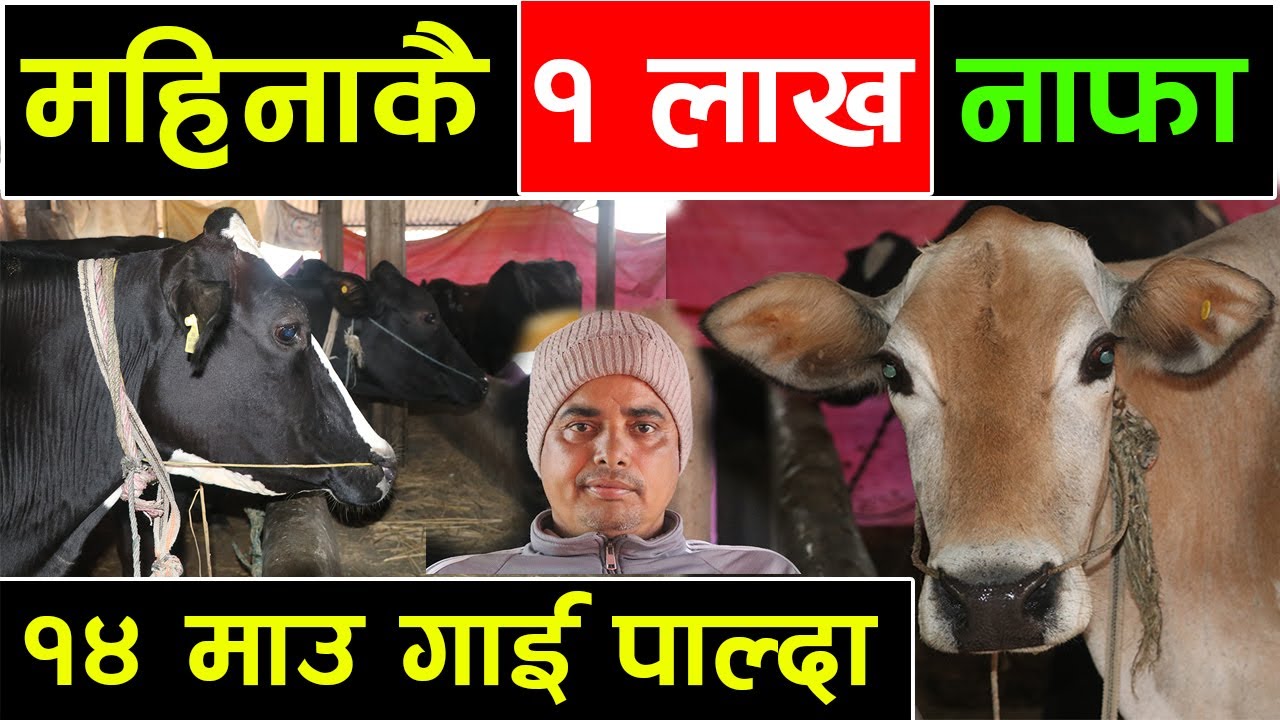 १ लाख १ महिनामा नाफा ! जम्मा १४ वटा माउ गाईको दुध बेच्दा, अब किन जाने बिदेश ? ||kiranpaudel