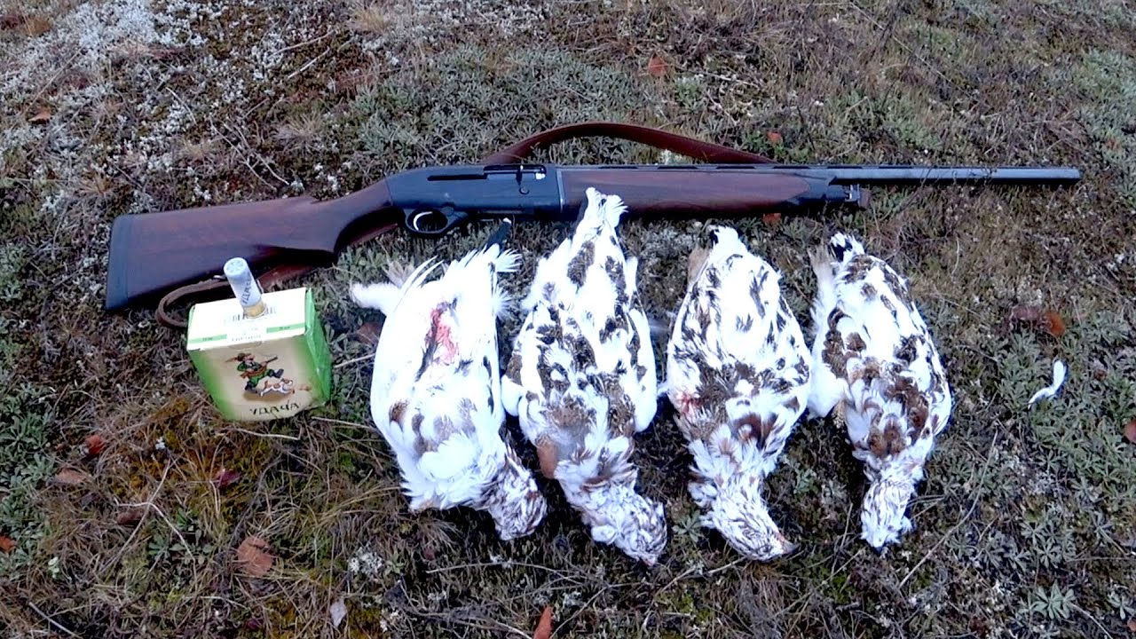 Охота на куропатку в северной тундре. Hunting