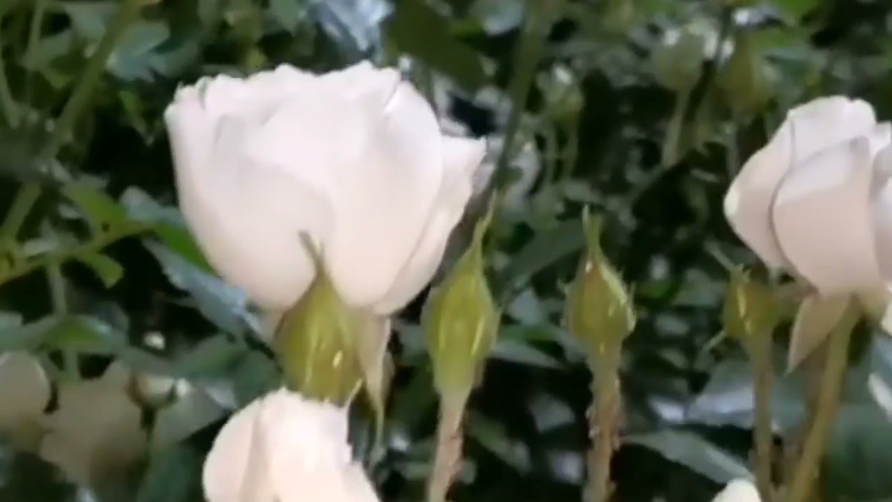 هوره مرحوم ئه ولعزیز حیدری